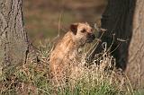 BORDER TERRIER 102